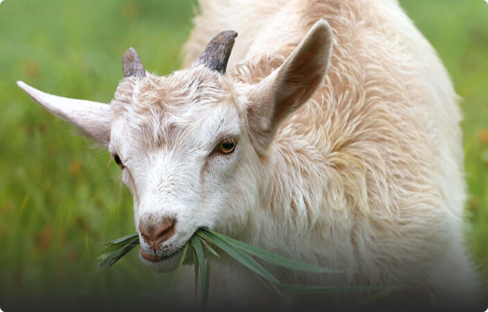 Bientraitance animale
