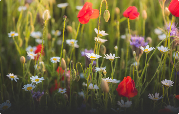 Biodiversité